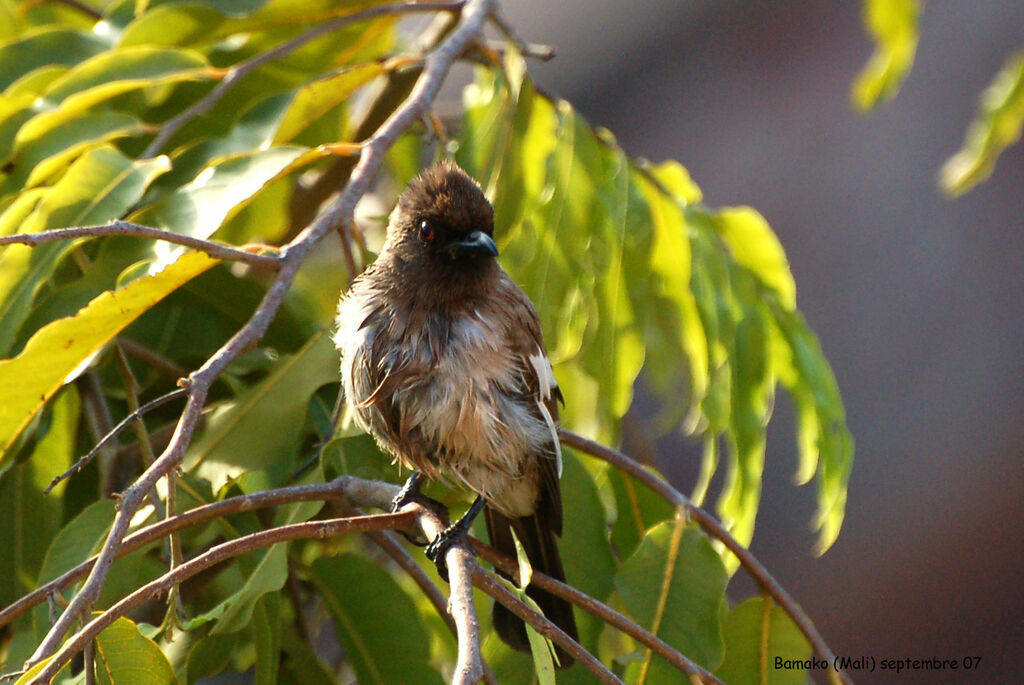 Bulbul des jardinsadulte