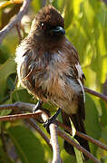 Common Bulbul