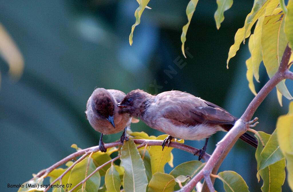 Bulbul des jardins