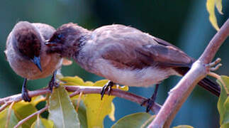 Bulbul des jardins