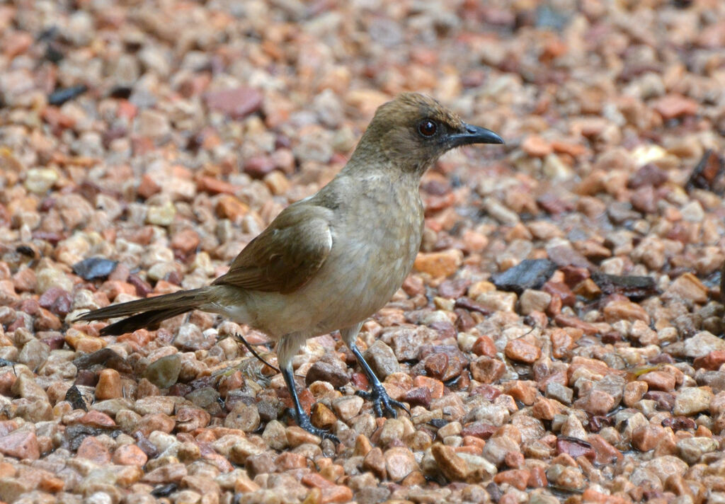 Bulbul des jardinsadulte, identification