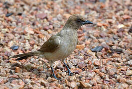 Common Bulbul