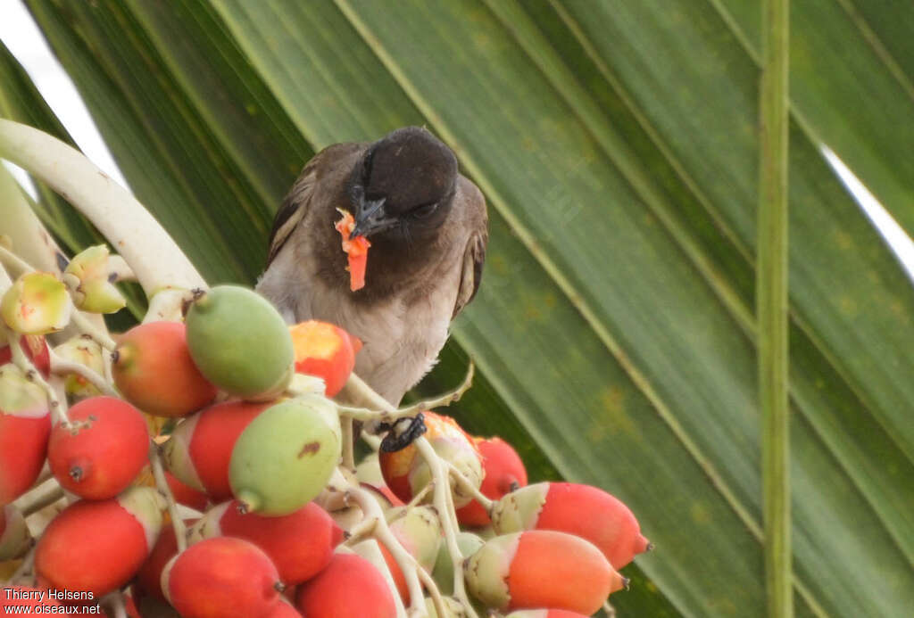 Common Bulbul, feeding habits, eats