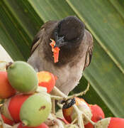 Bulbul des jardins