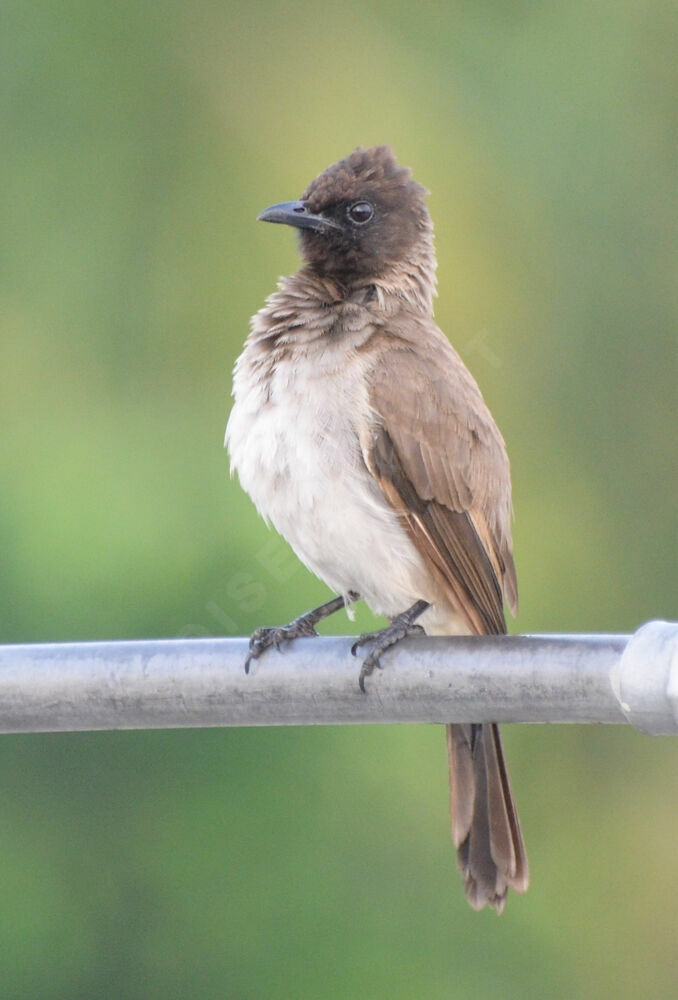 Bulbul des jardinsadulte, identification