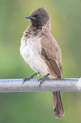 Bulbul des jardins