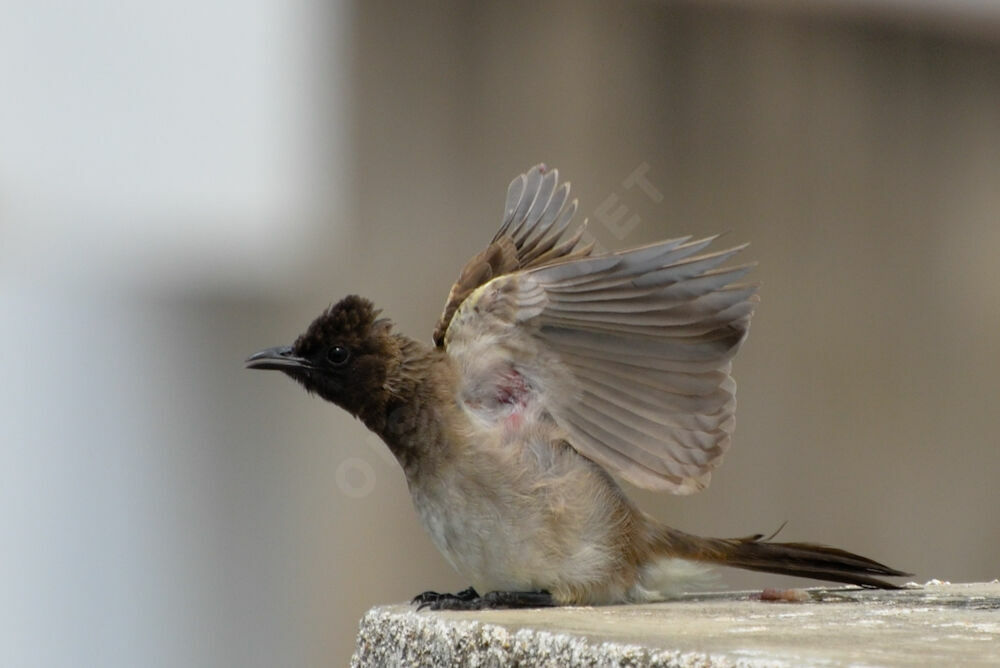 Bulbul des jardinsadulte, Comportement