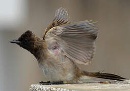 Common Bulbul