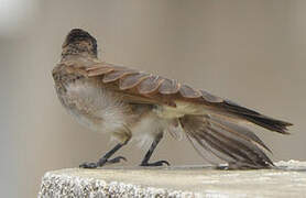 Bulbul des jardins