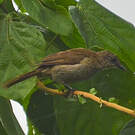 Bulbul gracile
