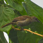 Bulbul gracile