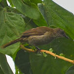 Bulbul gracile