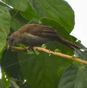 Little Grey Greenbul