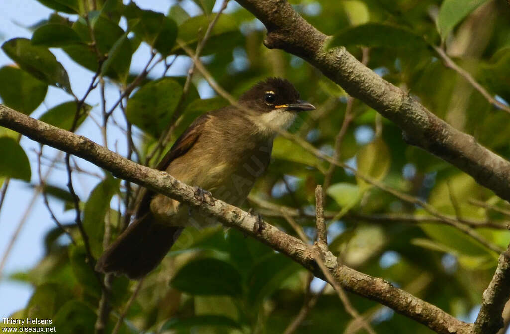 Simple Greenbul, close-up portrait