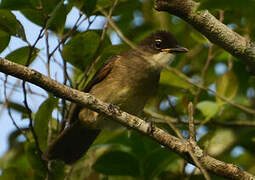 Simple Greenbul