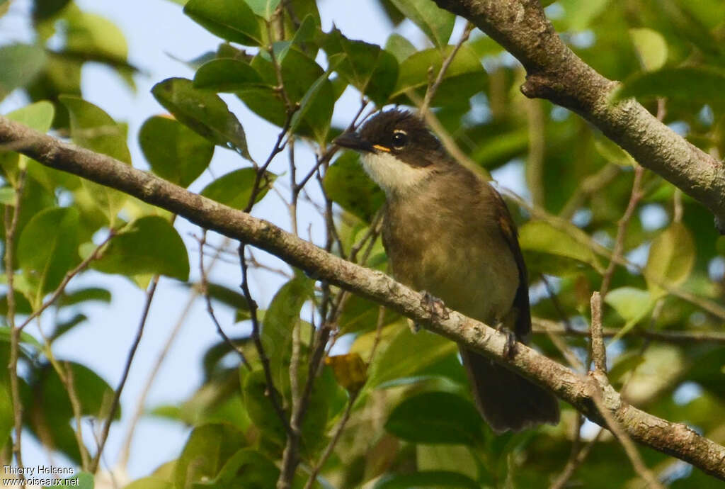 Bulbul modesteimmature, portrait