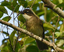 Simple Greenbul