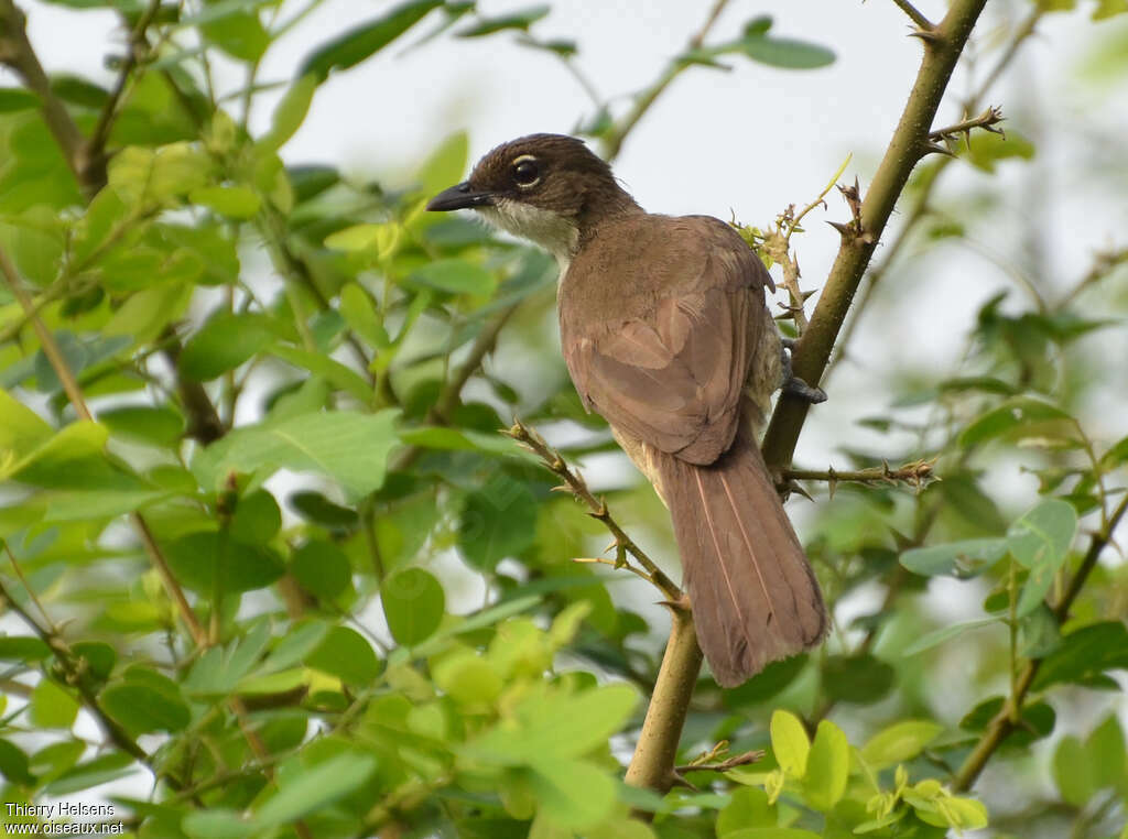 Bulbul modesteadulte, habitat