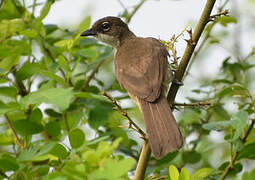 Bulbul modeste