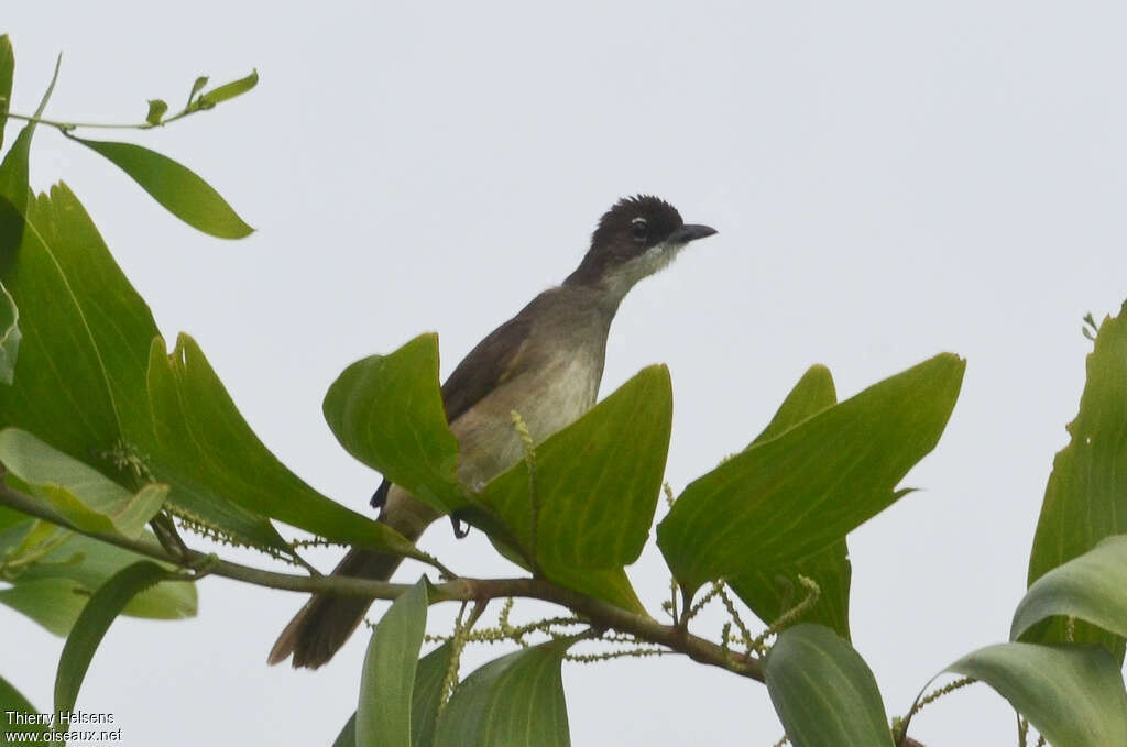 Bulbul modesteadulte, habitat, pigmentation