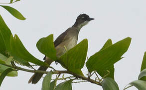 Simple Greenbul