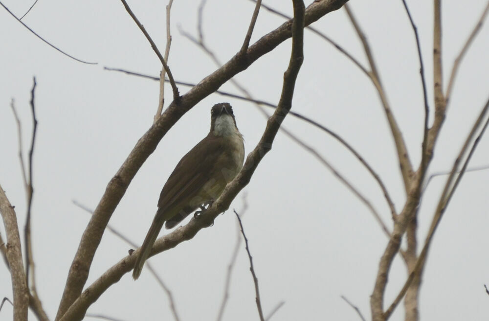 Bulbul modesteadulte, identification