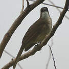 Bulbul modeste