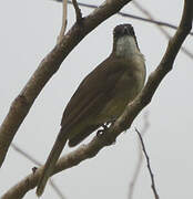 Simple Greenbul