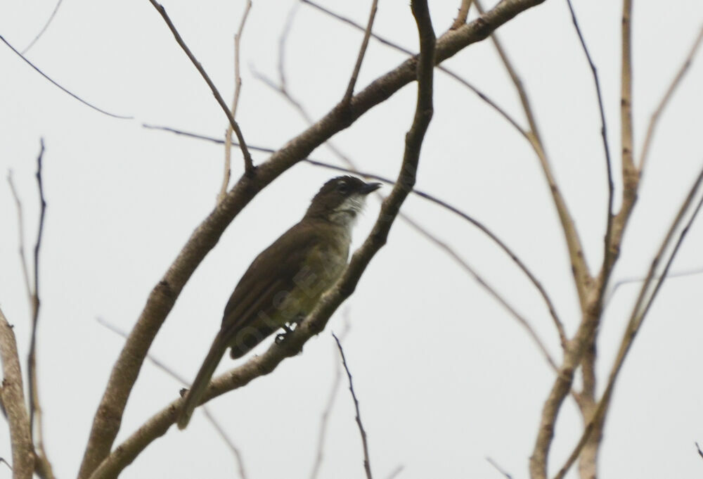 Bulbul modesteadulte, identification