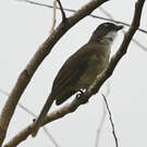 Bulbul modeste