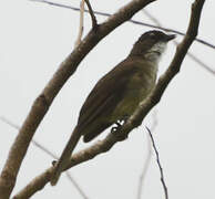 Simple Greenbul