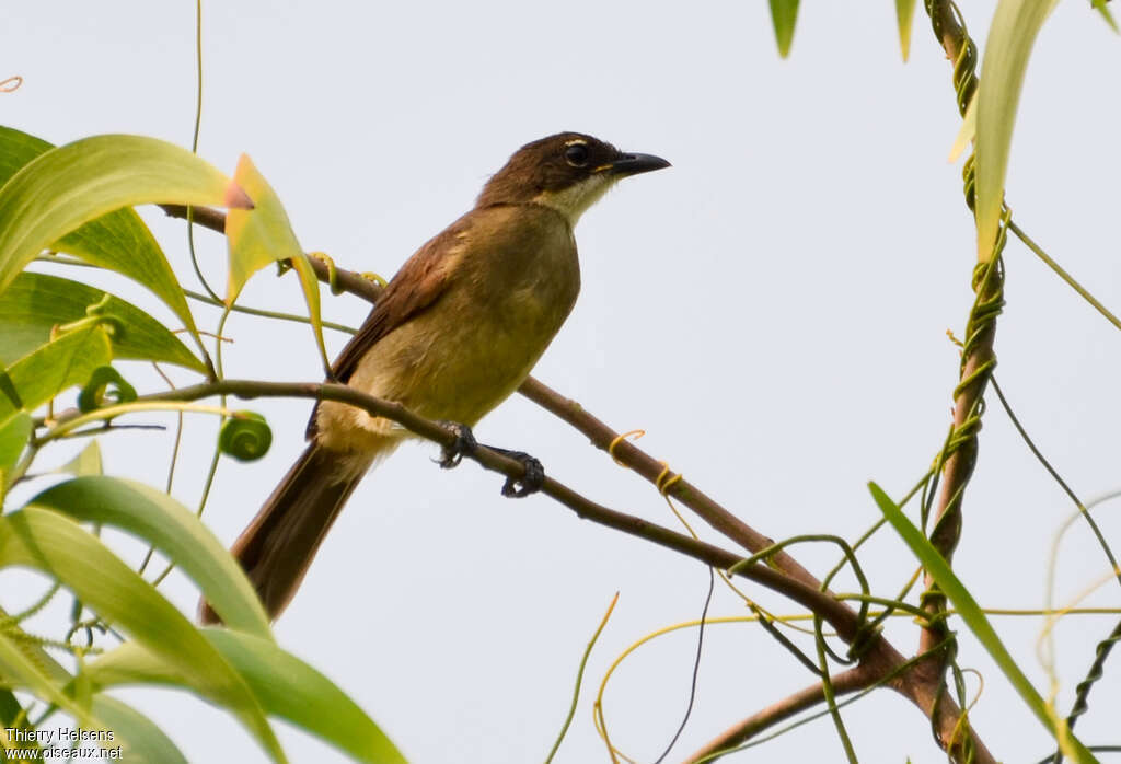 Bulbul modesteimmature, identification