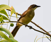 Simple Greenbul