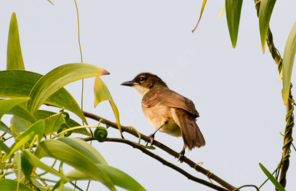 Bulbul modesteimmature, identification