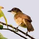 Bulbul modeste