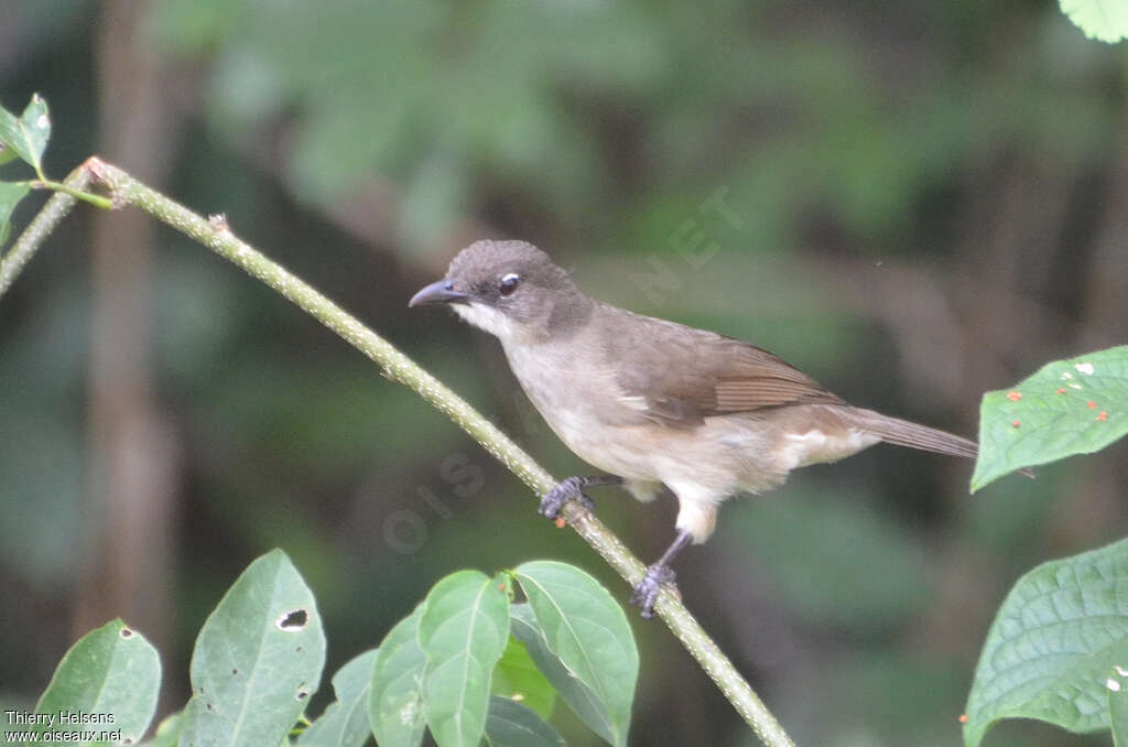 Bulbul modesteadulte, identification