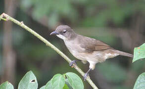 Simple Greenbul