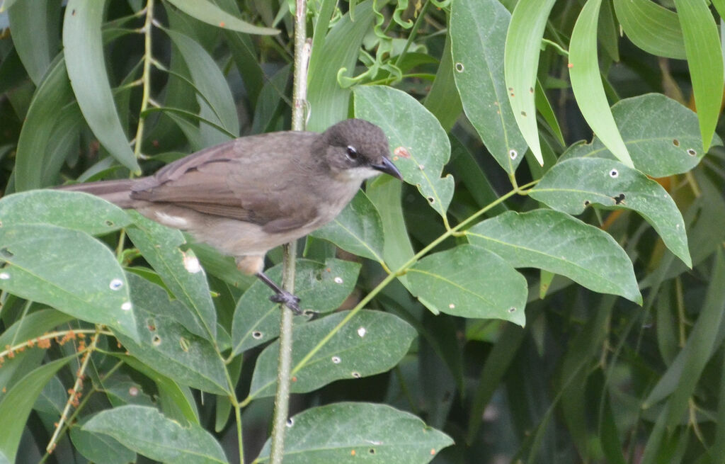 Bulbul modesteadulte, identification