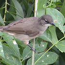 Bulbul modeste