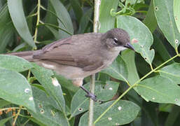 Simple Greenbul