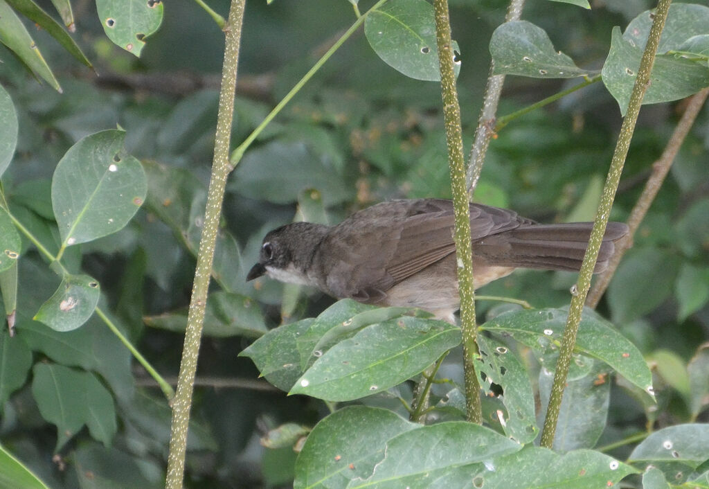 Bulbul modesteadulte, identification