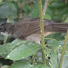 Bulbul modeste