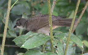 Simple Greenbul