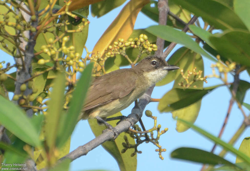 Bulbul modesteadulte, habitat, pigmentation, régime