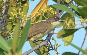 Bulbul modeste