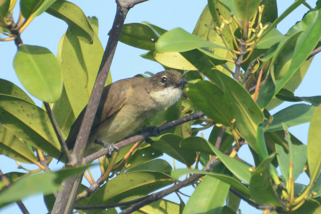 Bulbul modesteadulte, identification