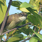 Bulbul modeste
