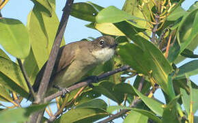 Bulbul modeste