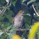 Bulbul nicator