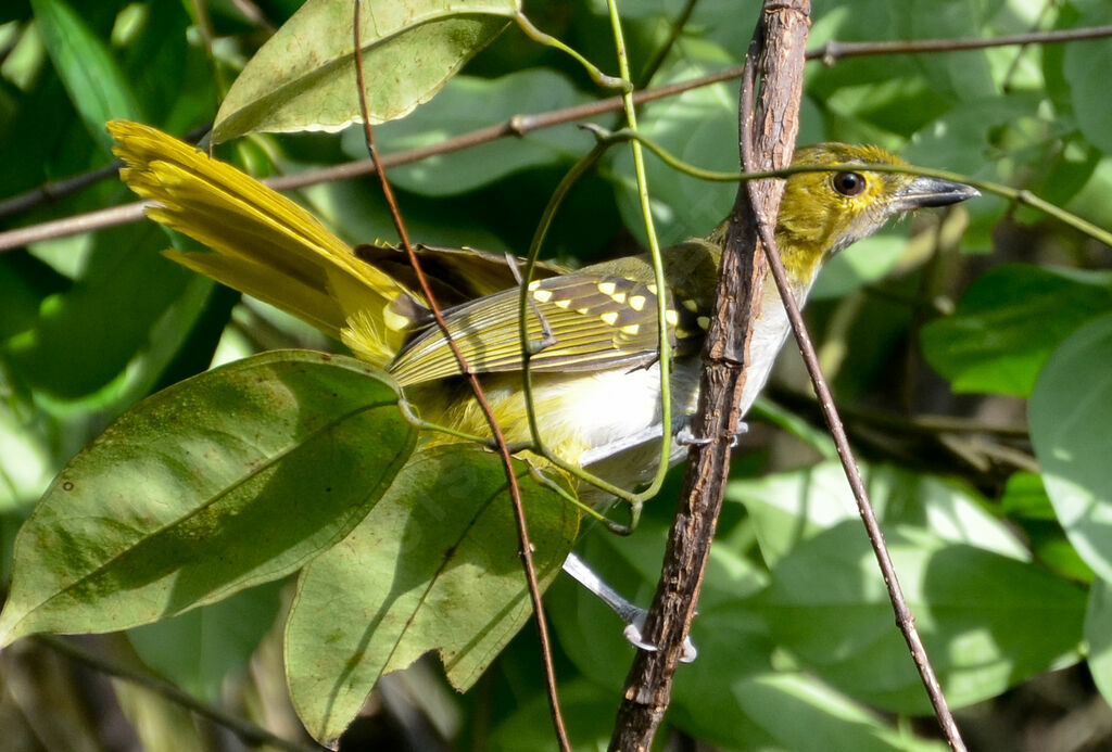 Bulbul nicatoradulte, identification